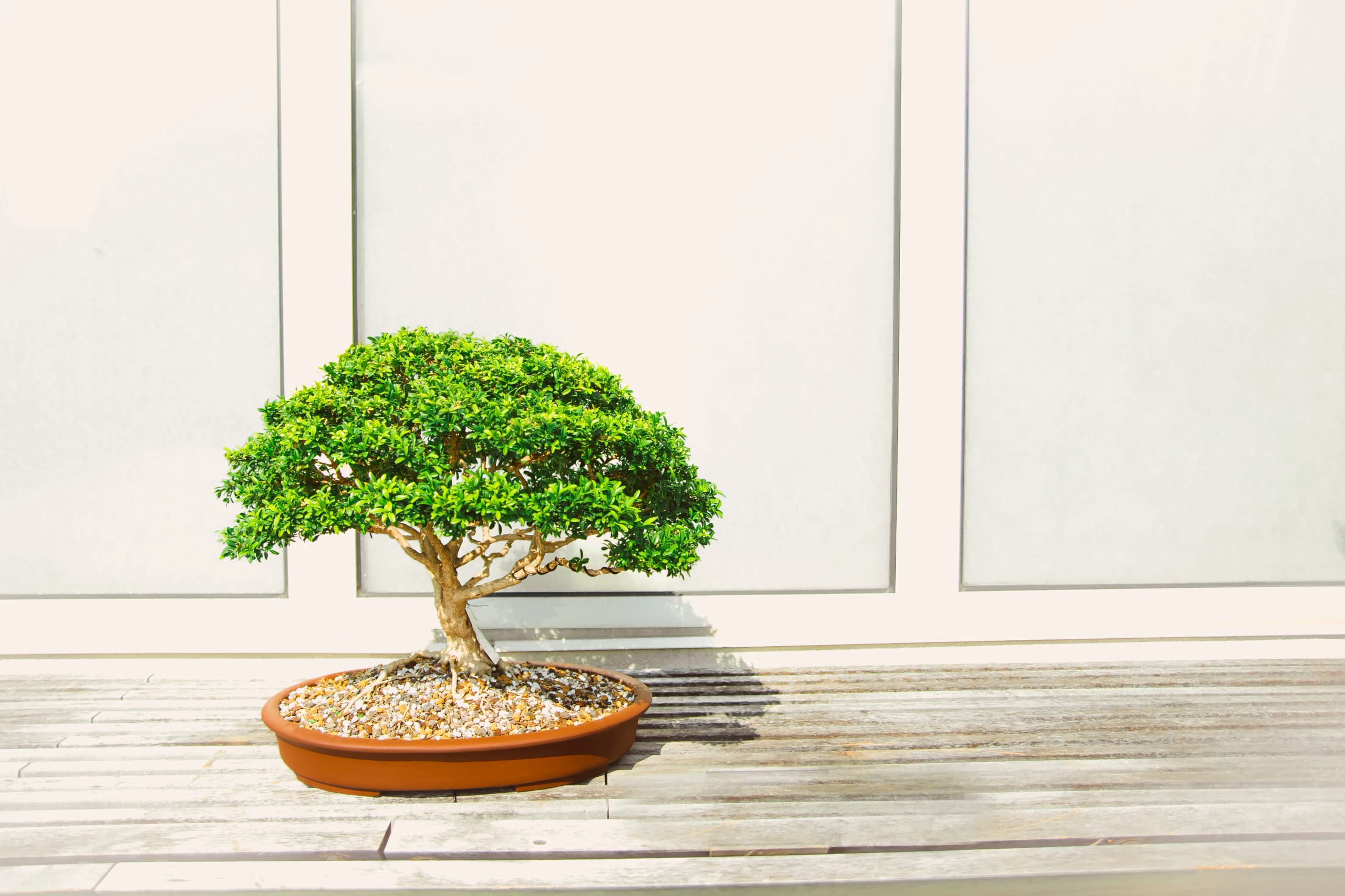 Bonsai-tre